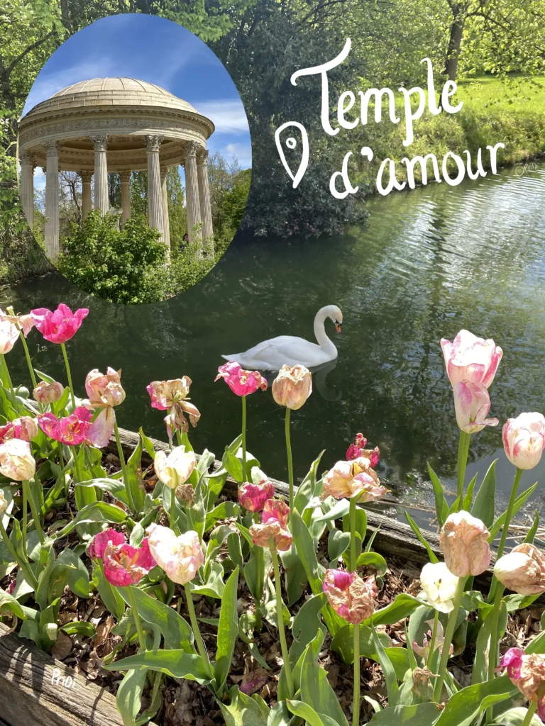 swan swimming in the versailles in between tulip blooms