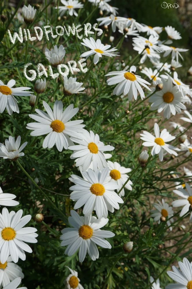 white flowers resembling chrysanthemums