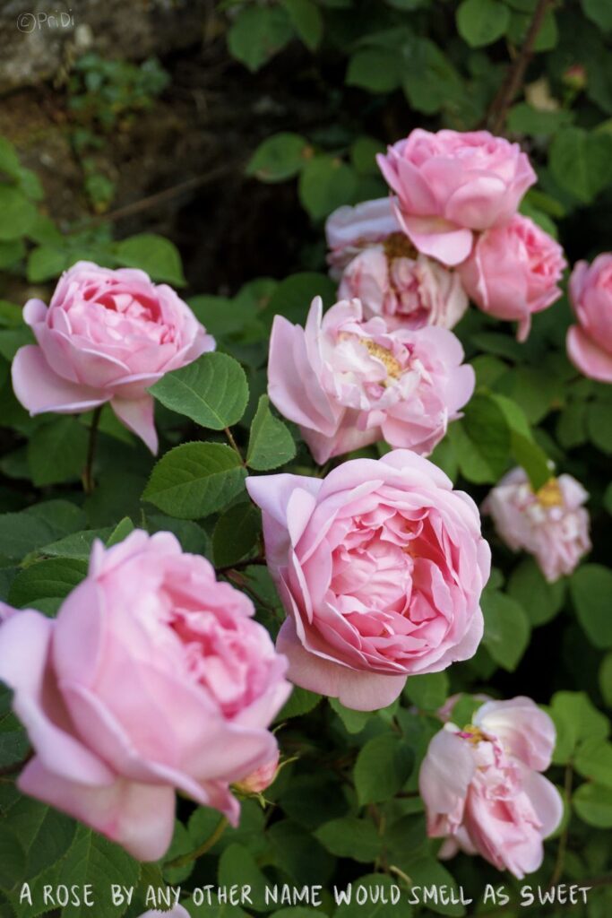 giant pink roses at the garden of Giardino delle Rose