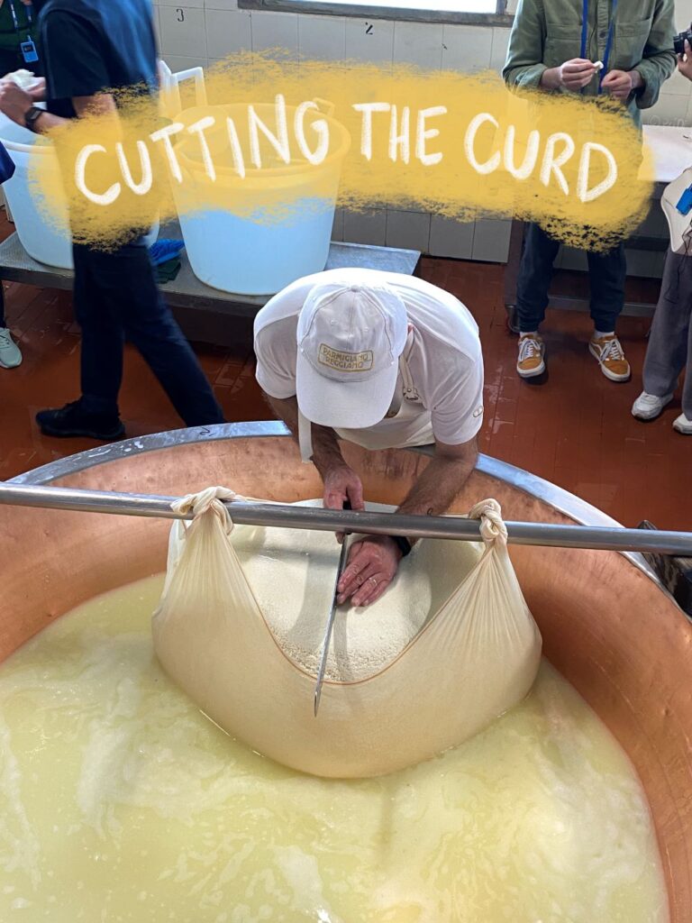 Cheesemaker cutting Parmesan cheese curds