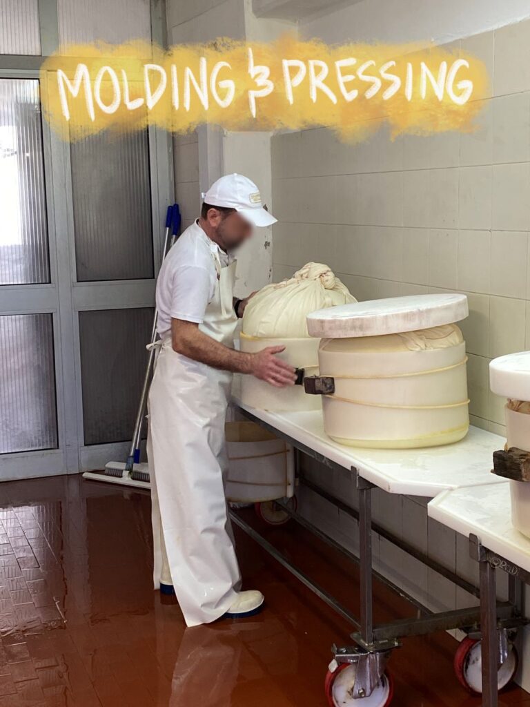 Cheesemaker molding and pressing Parmesan cheese curds