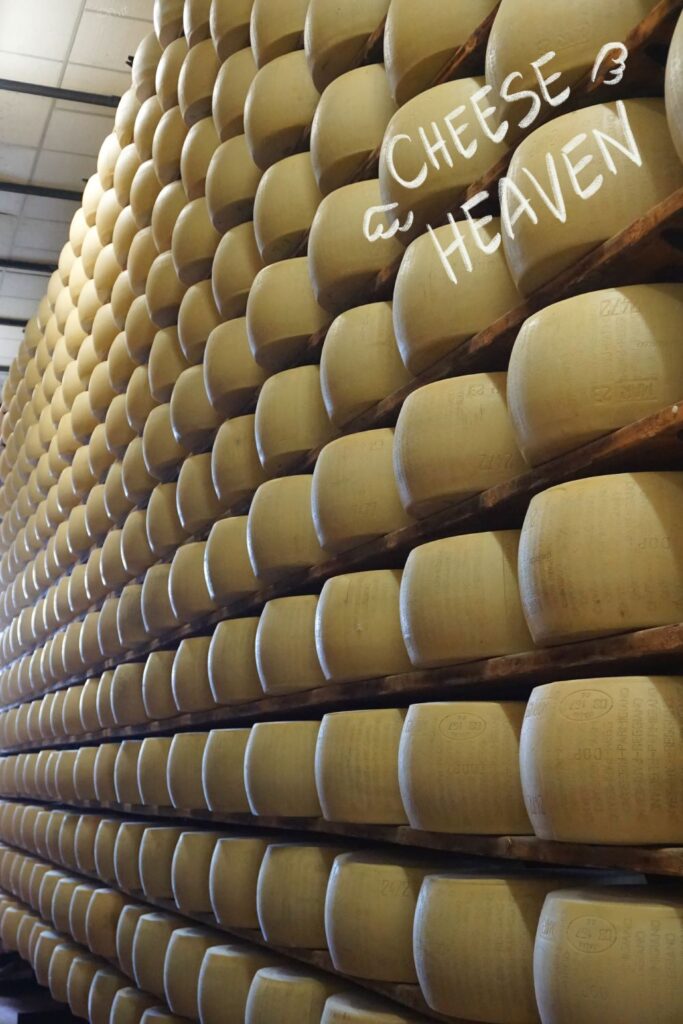 Parmigiano Reggiano cheese wheels, aging on shelves