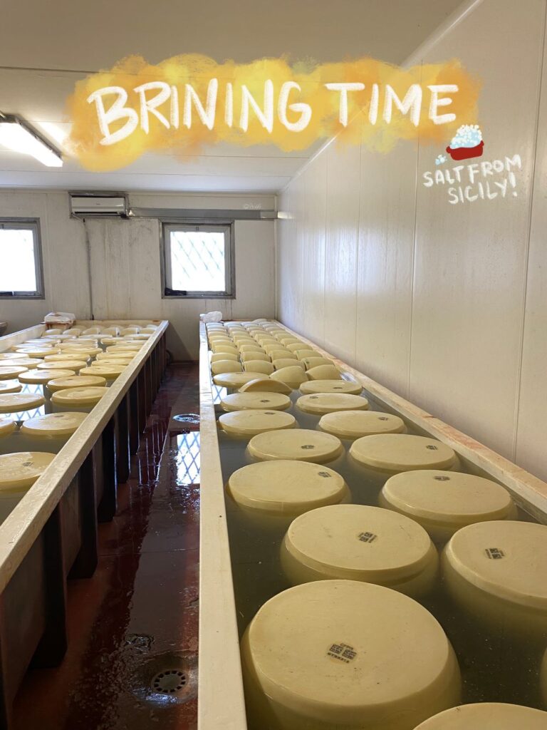 Parmesan cheese wheels in the brining room