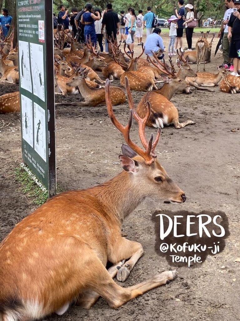 a herd of deer and a lying shika deer at kinkaku-ji temple grounds and tourists feeding them