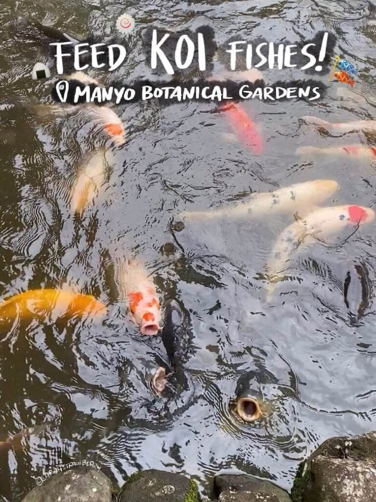 koi fish waiting for their food with mouth open