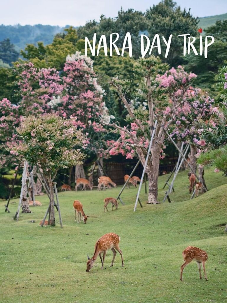 herd of deer feeding on grass under flowering trees