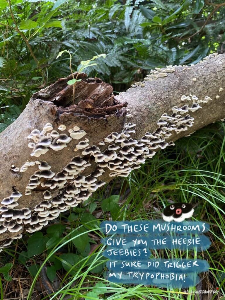 black and white mushrooms growing on dead wooden log