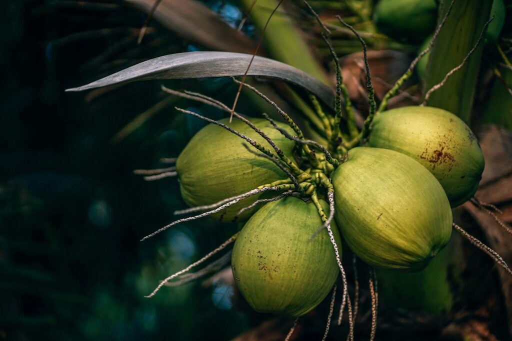 Green young coconuts on a tree