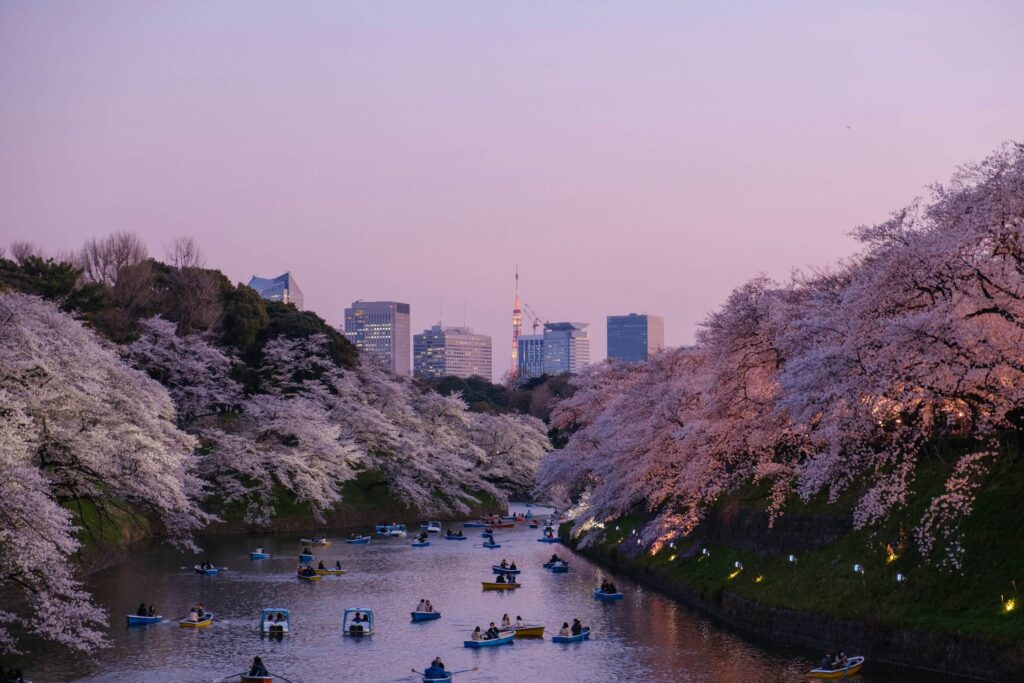 Chidorigafuchi park tokyo filled with blooming cherry trees