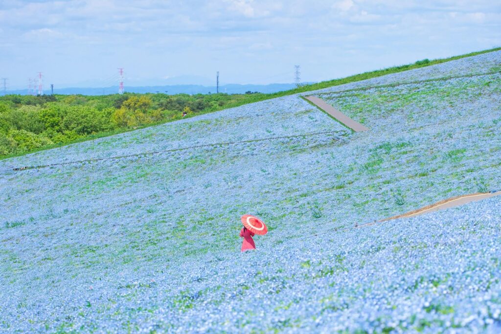 The stunning Hitachi Seaside Park filled with blooming blue flowers and a contrasting woman dressed in red