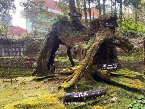 Alishan National Scenic Area: Taiwan 2025 Trip Guide - Sarah Strawberry 🍓