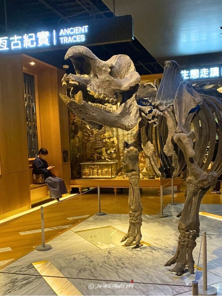 Dinosaur skeleton at National Taiwan Museum