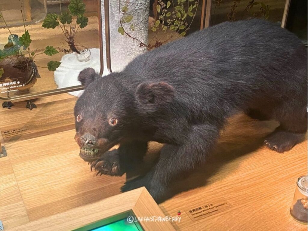 Formosan black bear