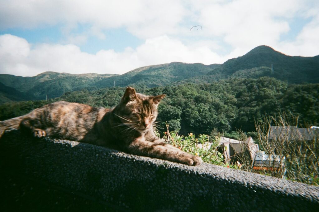 Houtong Cat Village