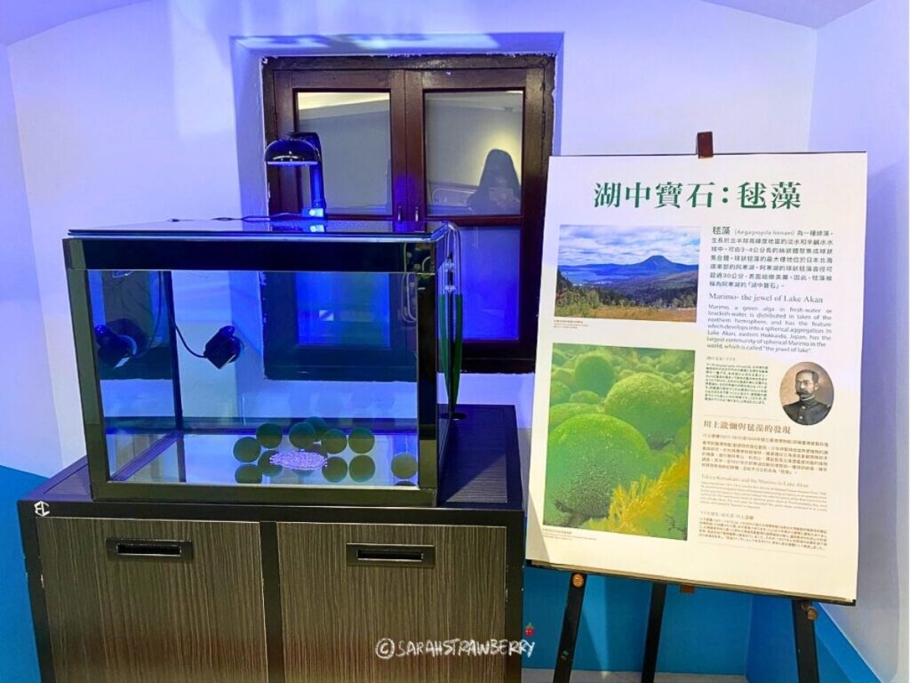Marimo moss balls exhibition at National Taiwan Museum