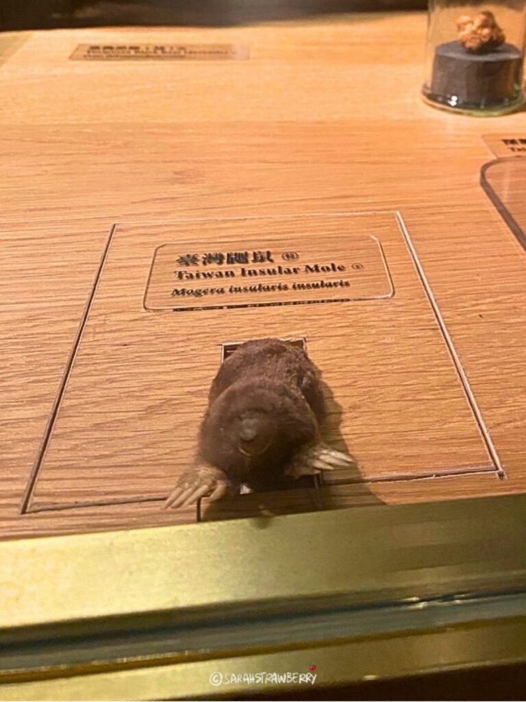 Taiwanese mole at National Taiwan Museum