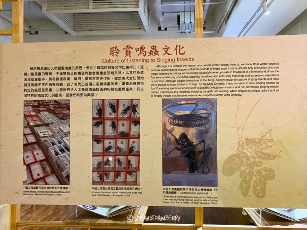 Singing insect exhibition at National Taiwan Museum