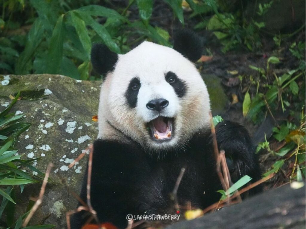 Taipei Zoo