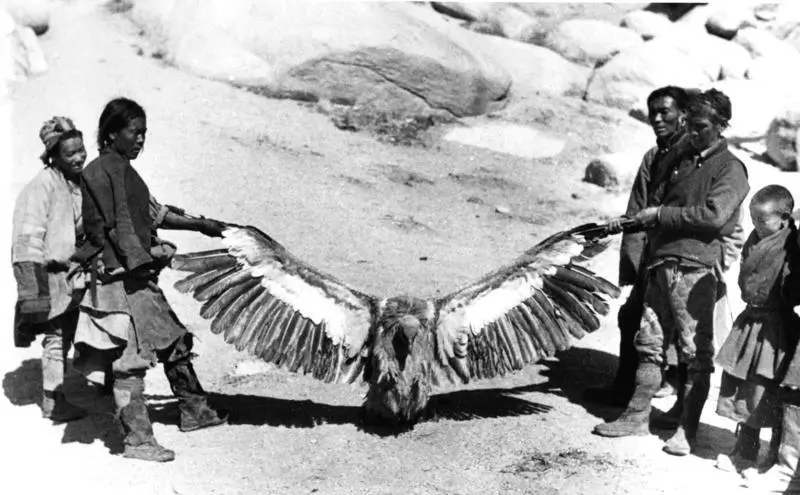 tibetan vulture wingspan
