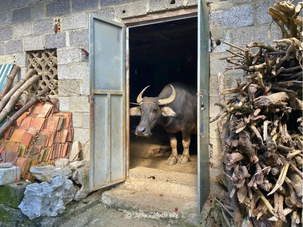 Cute water buffalo inside a house in Khuoi Ky, Vietnam