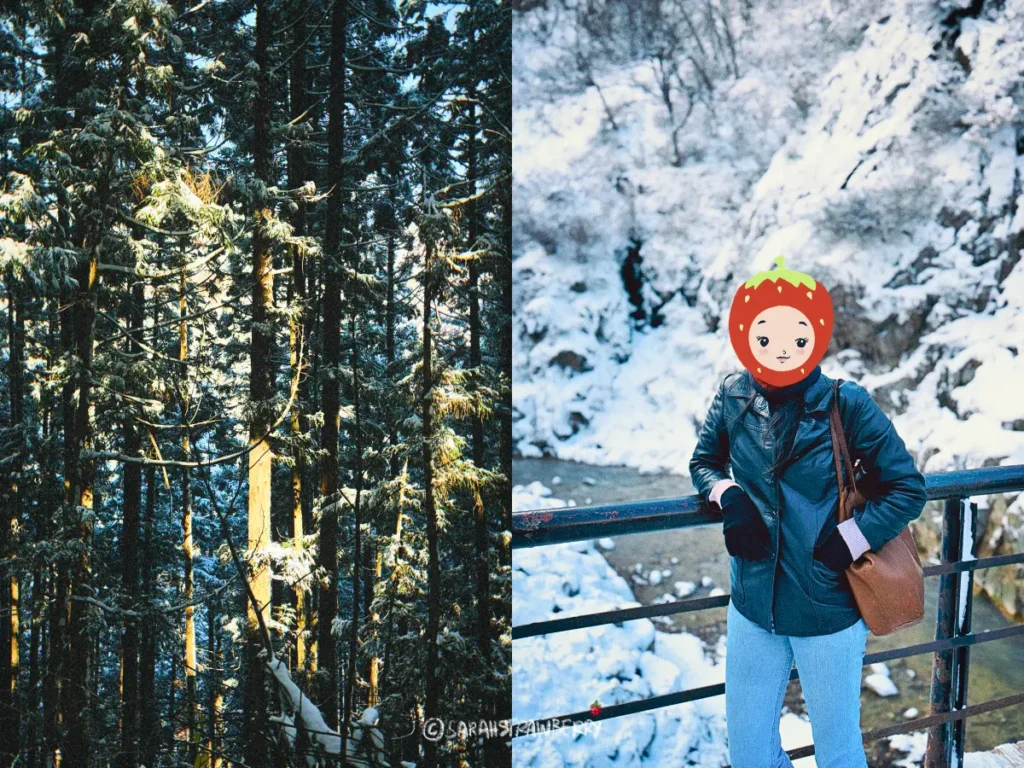 Jigokudani yaen koen nature