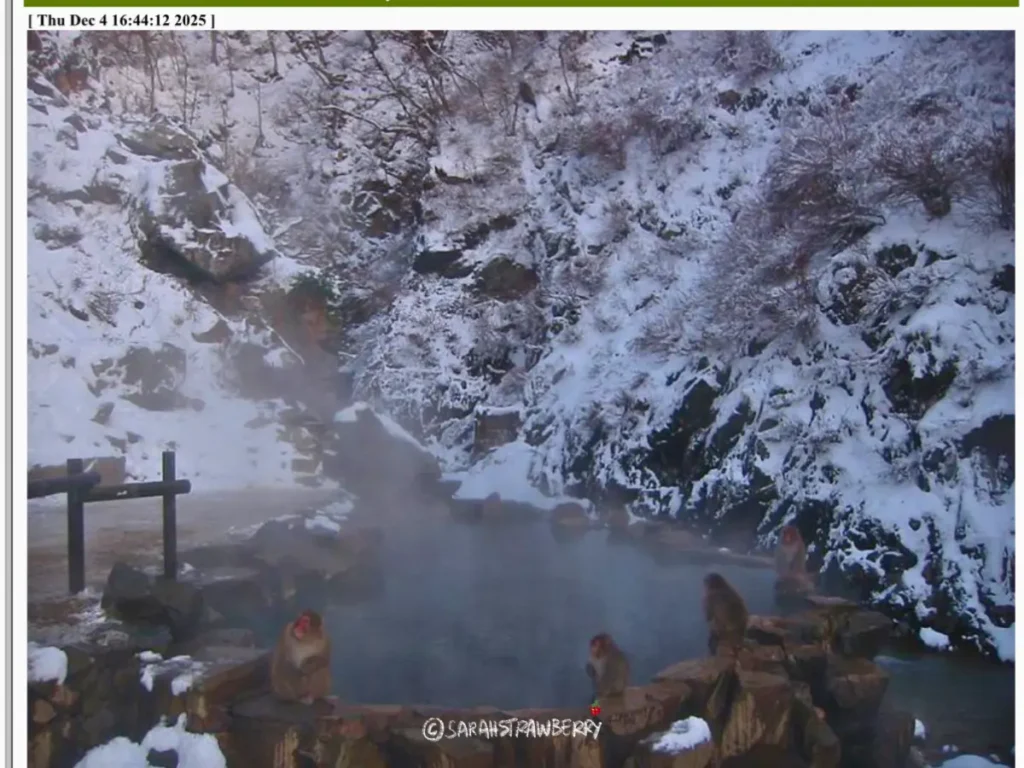 nagano snow monkeys live camera