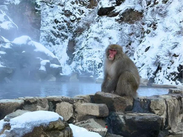 Nagano snow monkey onsen