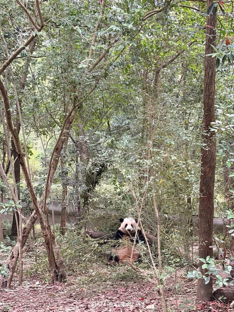 Huahua the panda in Chengdu panda base