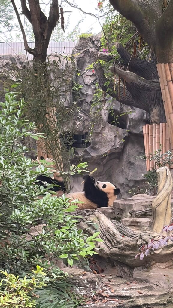 panda in chengdu panda base