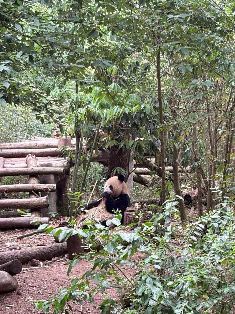 panda in Chengdu