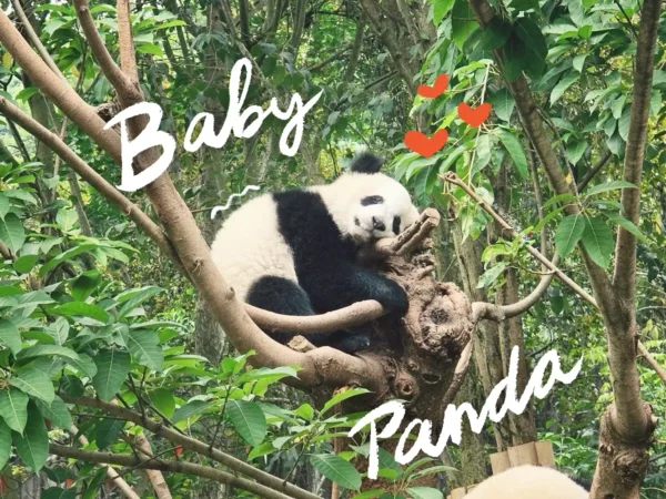 baby panda sleeping on a tree sarahstrawberry